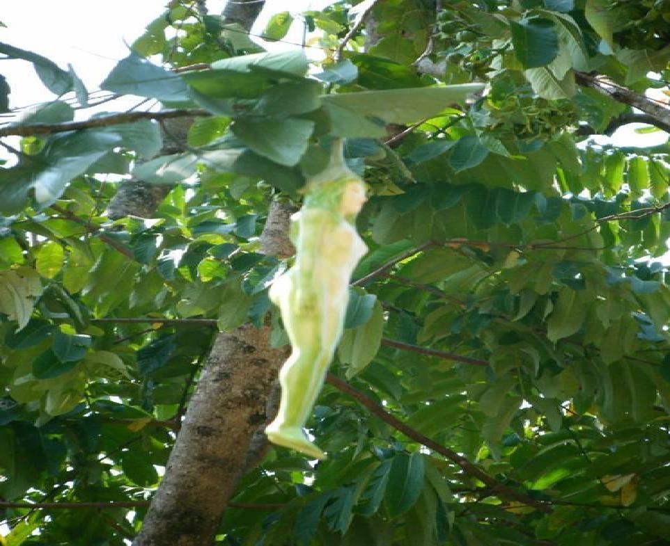 Амбхалабхара дерево как цветет фото